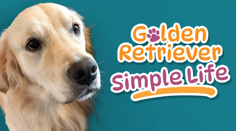 Golden Retriever Simple Life